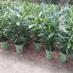 Palmera Raphis Excelsa Pote 17cm