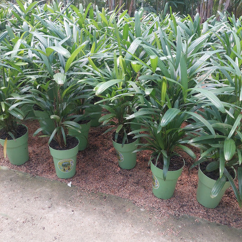 Palmera Raphis Excelsa Pote 17cm