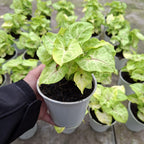 Singonio Lemon Lime Pote 12cm