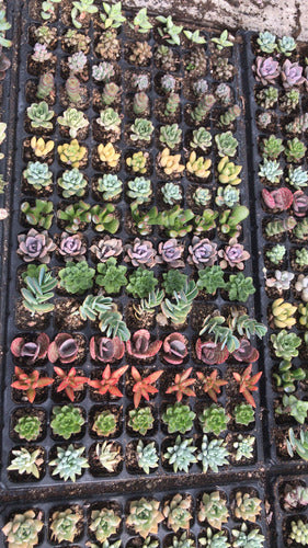 Bandeja De Suculentas × 105 Unidades