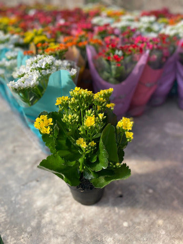 Kalanchoe Flor Simple Pote 11cm