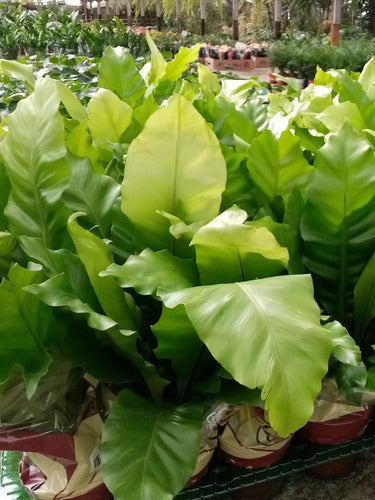 Helecho Asplenium Nidus P14