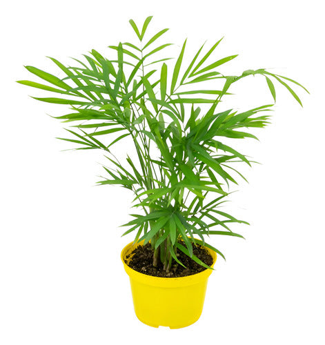 Palmera Chamaedorea Elegans Pote 11cm