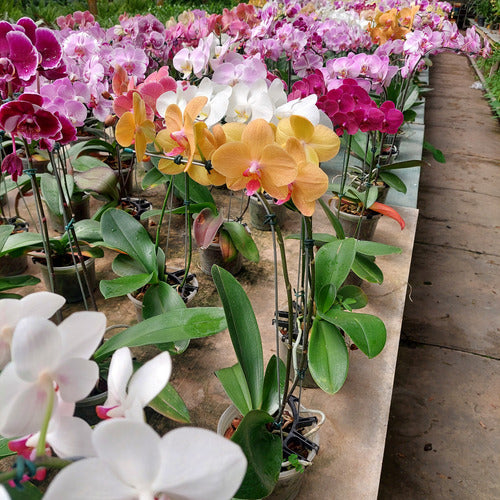 Orquídea Phalaenopsis Con 2 Varas Florales Curvas Pote 15cm