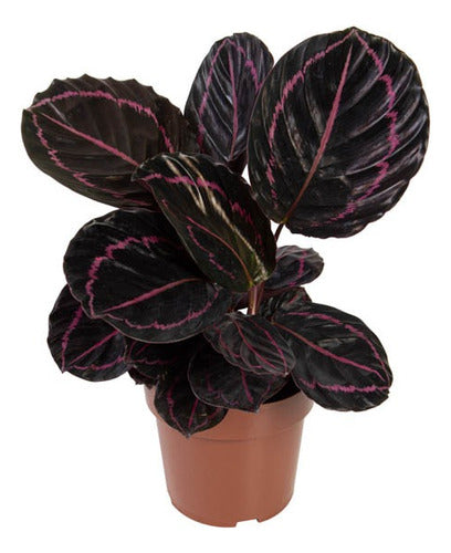 Calathea Rosea Picta Dottie Pote 17cm