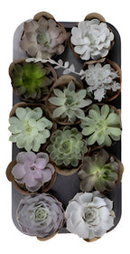 Suculenta P11 X12 Unidades Surtidas Surtido