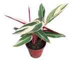 Calathea Trialstar Pote 12cm