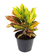 Croton Hib Petra Pote 17cm
