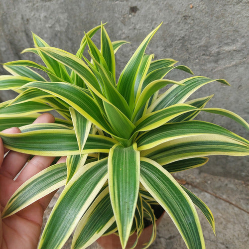 Dracena Reflexa Song Of India Pote 17cm