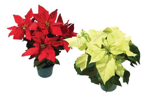 Estrella Federal Variada Pote 14cm