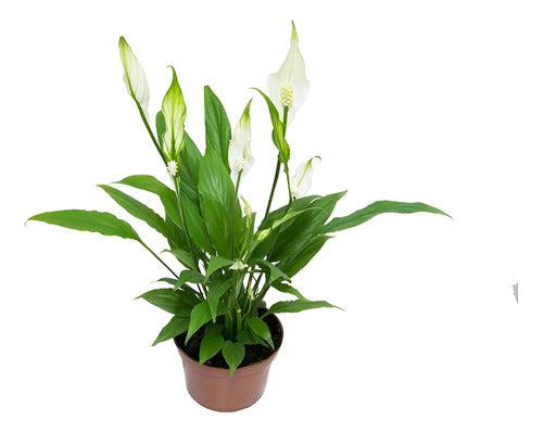 Lirio De La Paz - Spathiphyllum Pote 11cm