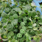 Peperomia Prostata P11