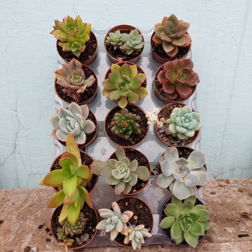 Suculentas, Tunitas Pote 6cm × 15 Unidades