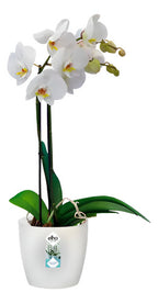 Orquídea Phalaenopsis Pote 15 + Maceta Brussels Orchid Elho Surtido