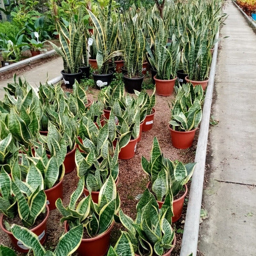 Sansevieria Espada De San Jorge Pote 20cm
