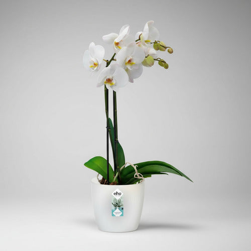 Orquídea Phalaenopsis Pote 15 + Maceta Brussels Orchid Elho Surtido