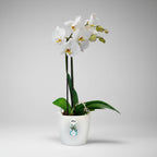Orquídea Phalaenopsis Pote 15 + Maceta Brussels Orchid Elho Surtido