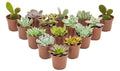 Mix De Suculentas Pote 6cm ×15 Unidades