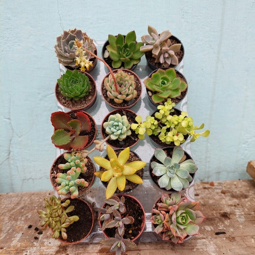 Suculentas, Tunitas Pote 6cm × 15 Unidades