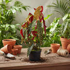 Begonia Maculata Ala De Ángel Pote 17cm