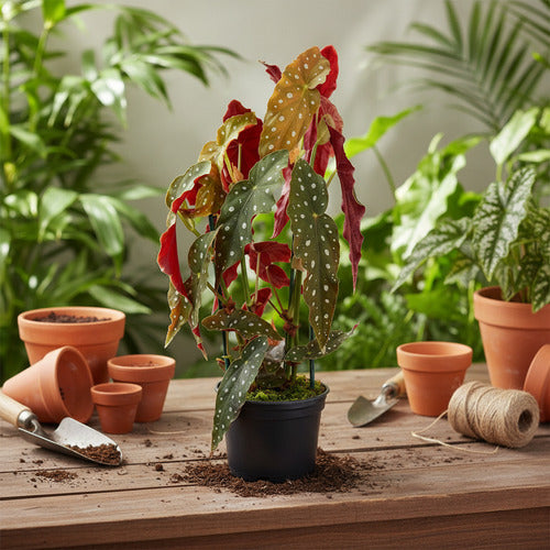 Begonia Maculata Ala De Ángel Pote 17cm