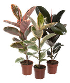 Ficus Elastica Variado P17 Surtido