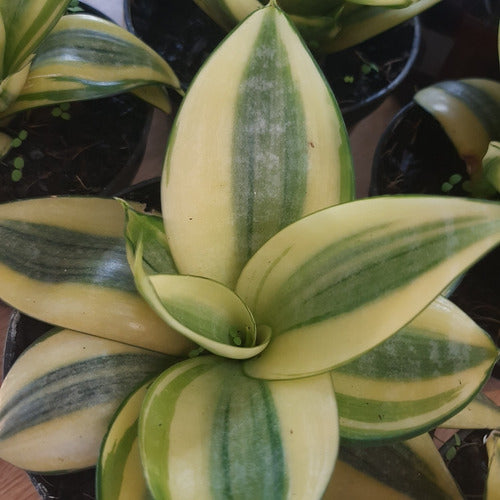 Sansevieria Golden Hahnii Pote 11cm