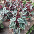 Cissus Javana En Maceta Colgante 21cm