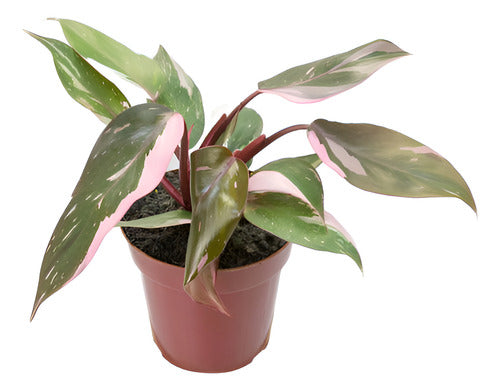 Filodendro Pink Princess Pote 12cm