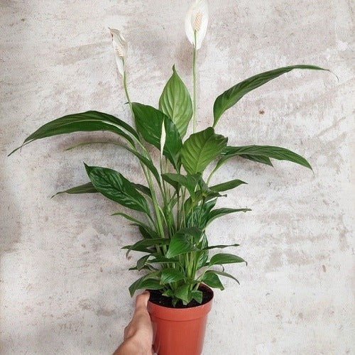 Lírio De La Paz | Spathiphyllum Pote 15cm