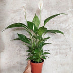 Lírio De La Paz | Spathiphyllum Pote 15cm