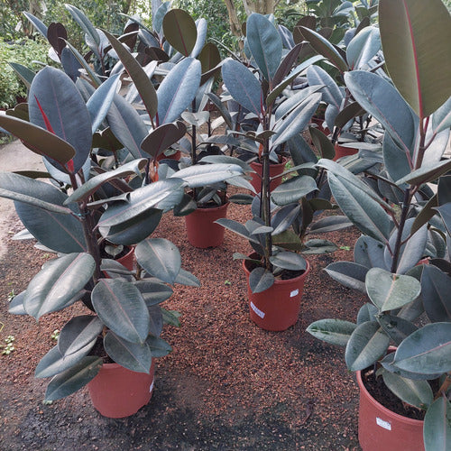 Ficus Elastica Burgundy Pote 24cm