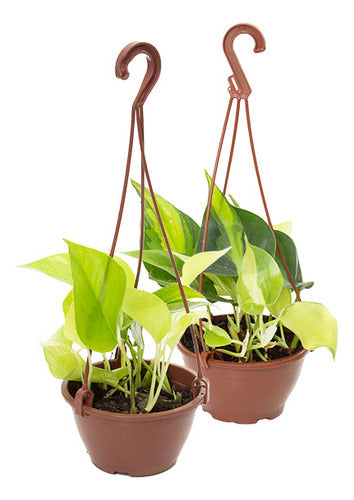 Filodendro En Maceta Colgante 13cm Variado