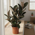 Ficus Elastica Burgundy Pote 24cm