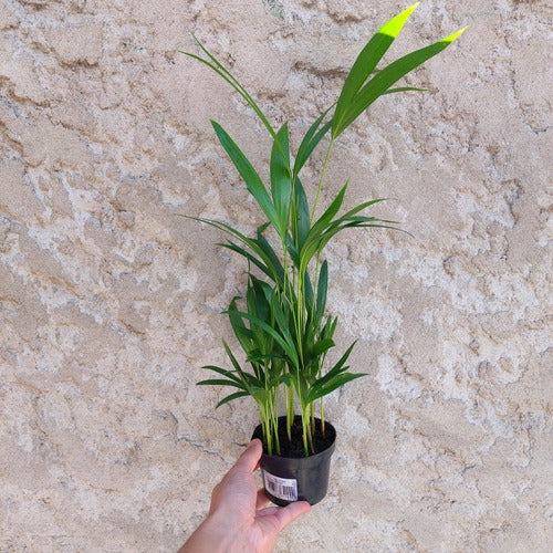 Palmera Areca Bambu Pote 11cm