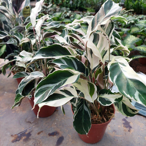 Calathea White Fusion Pote 12cm