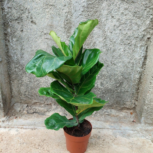 Ficus Lyrata Pote 17cm