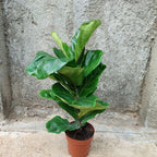 Ficus Lyrata Pote 17cm