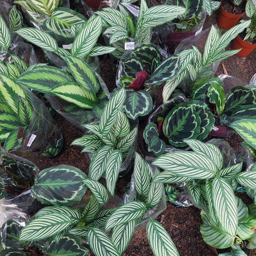 Calatheas Variadas Pote 17cm