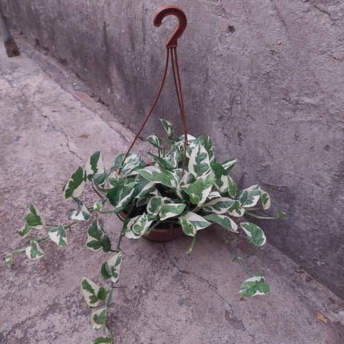 Potus Njoy Colgante 21cm