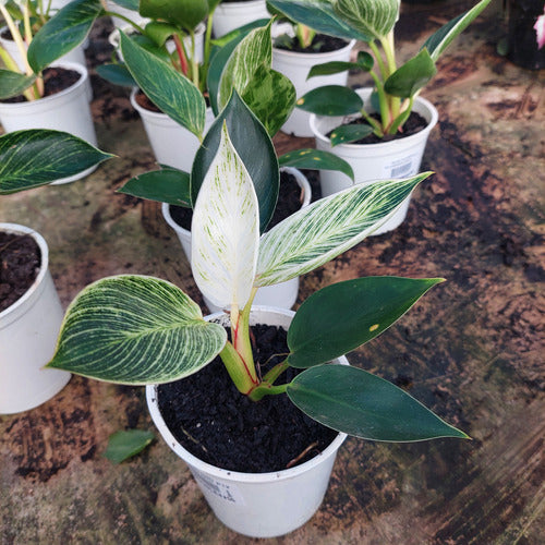 Filodendro Birkin Pote 12cm