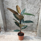 Ficus Elastica Burgundy Pote 17cm