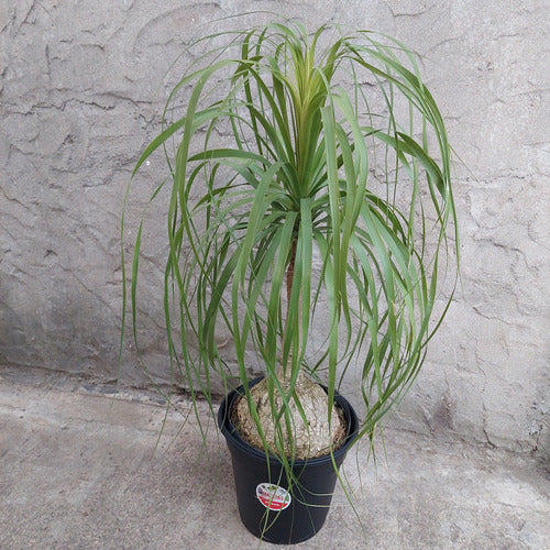 Maceta De Plástico Holanda 40 Gemplast Negro Holanda