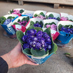 Violeta Africana Flor Doble Pote 11cm × 3 Unidades