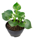 Peperomia Polybotrya Raindrop C13