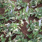 Singonio Variegado En Maceta Colgante 21cm