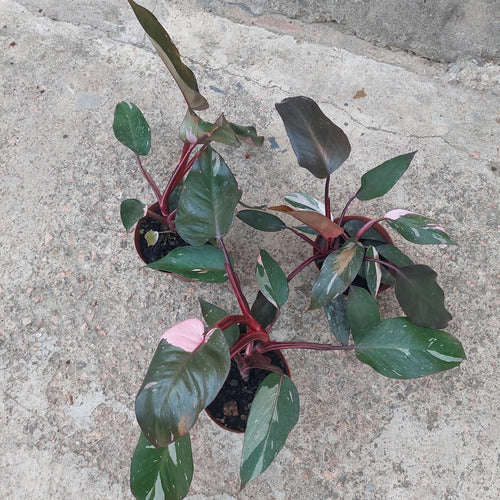 Filodendro Pink Princess P15