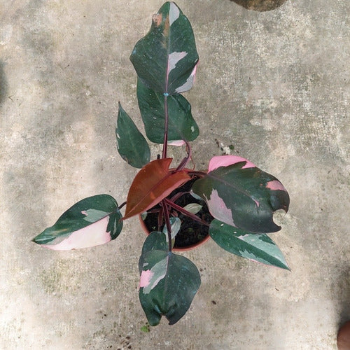 Filodendro Pink Princess P15