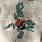 Filodendro Pink Princess P15