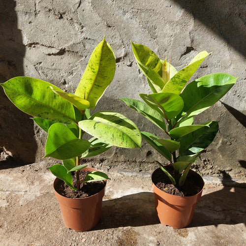 Ficus Elastica Variado P17 Surtido